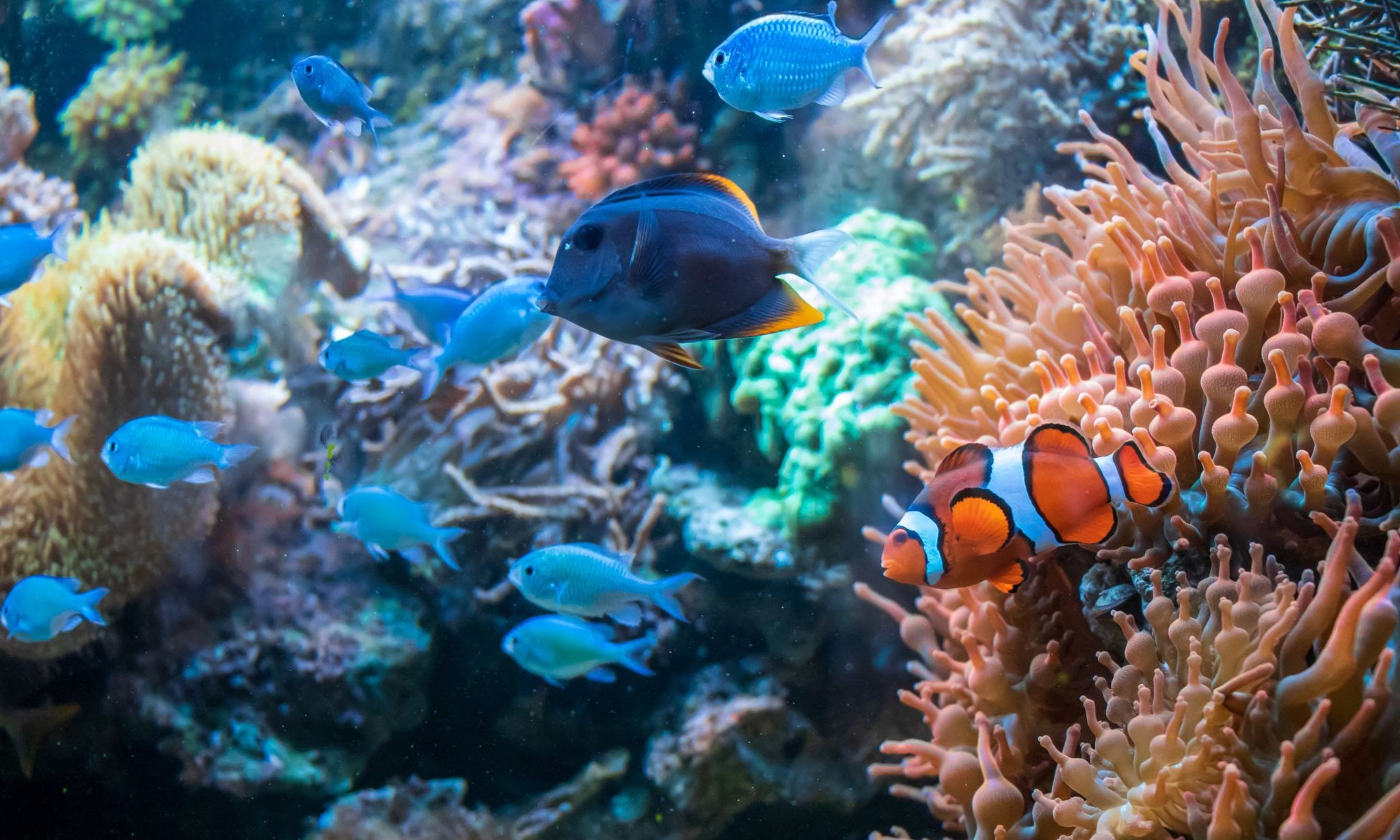 underwater-fishes