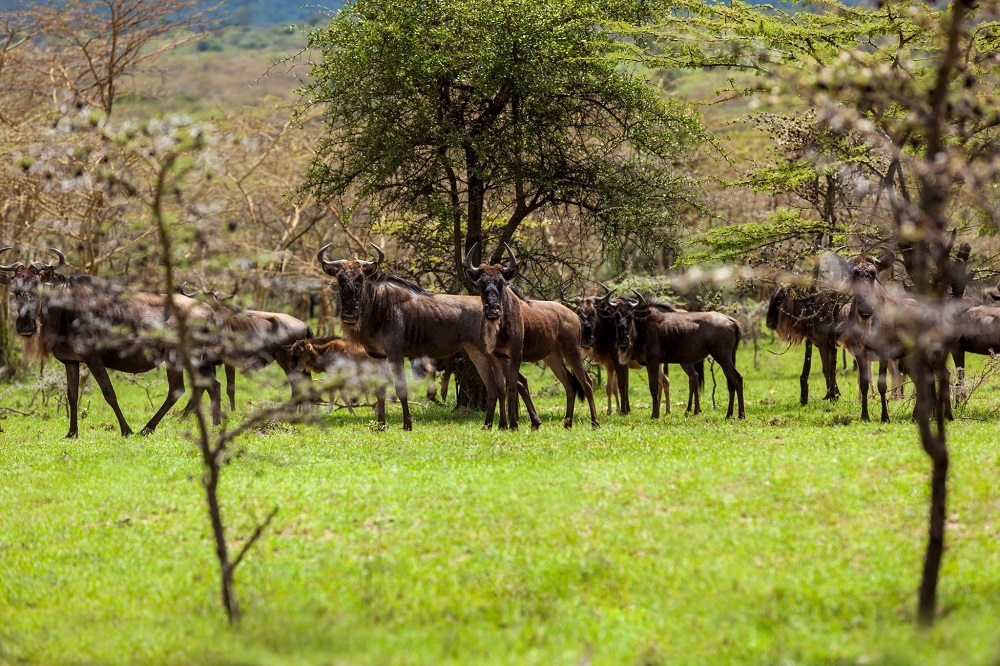 masai-mara